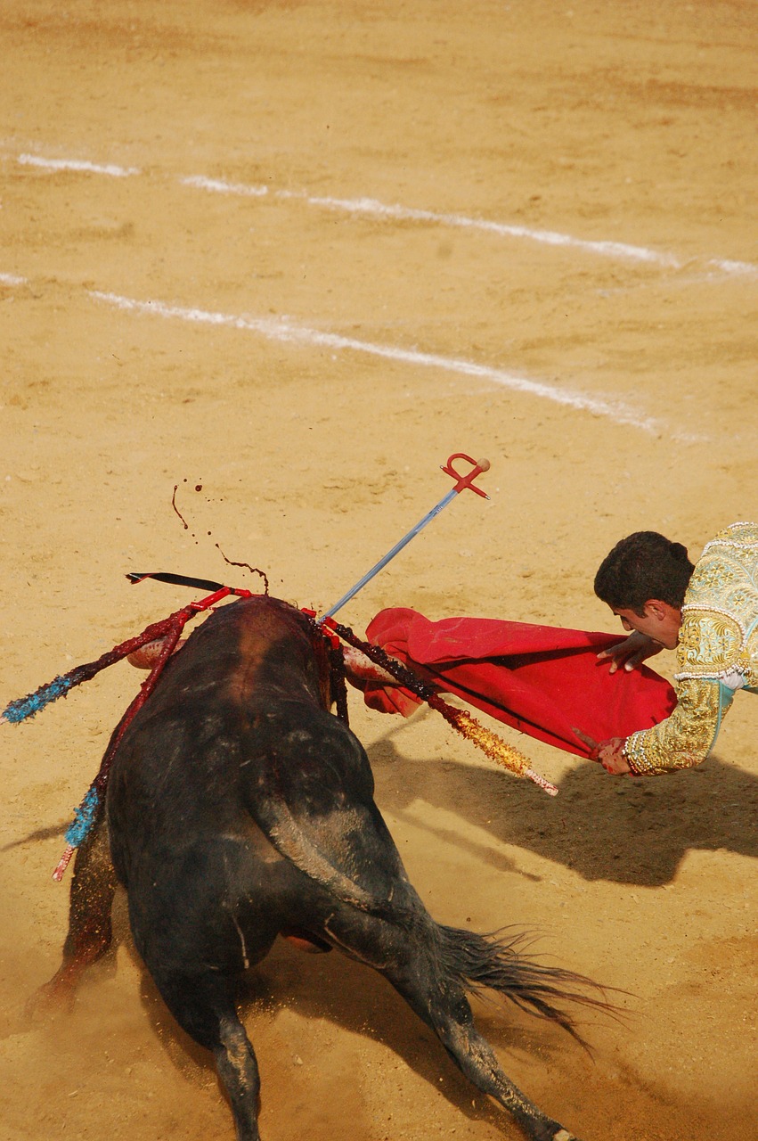 toro bulls torero free photo