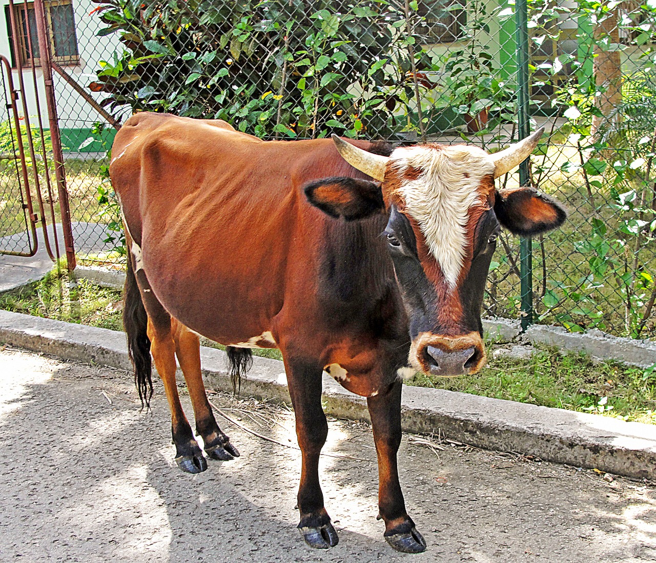 toro livestock calf free photo