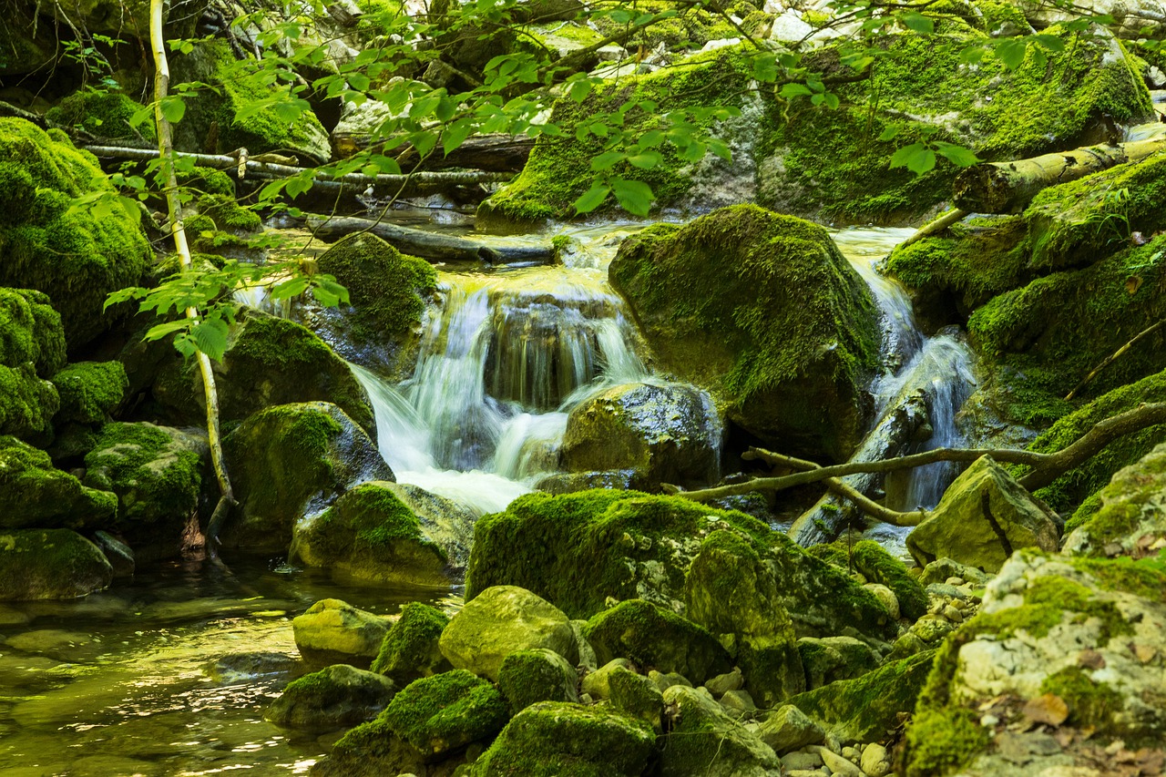 torrent  bach  green free photo