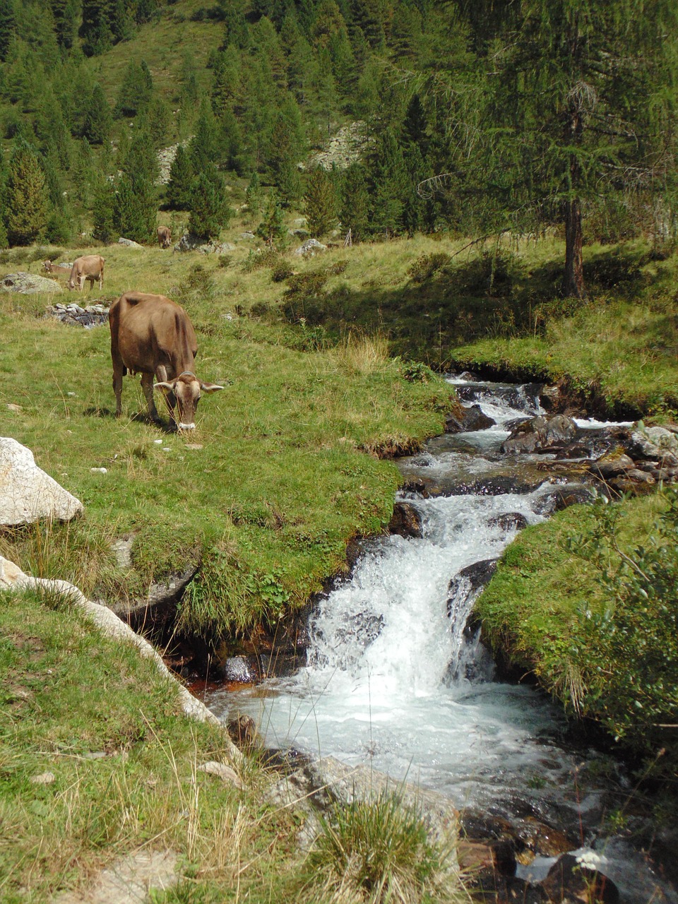 torrent august alp free photo