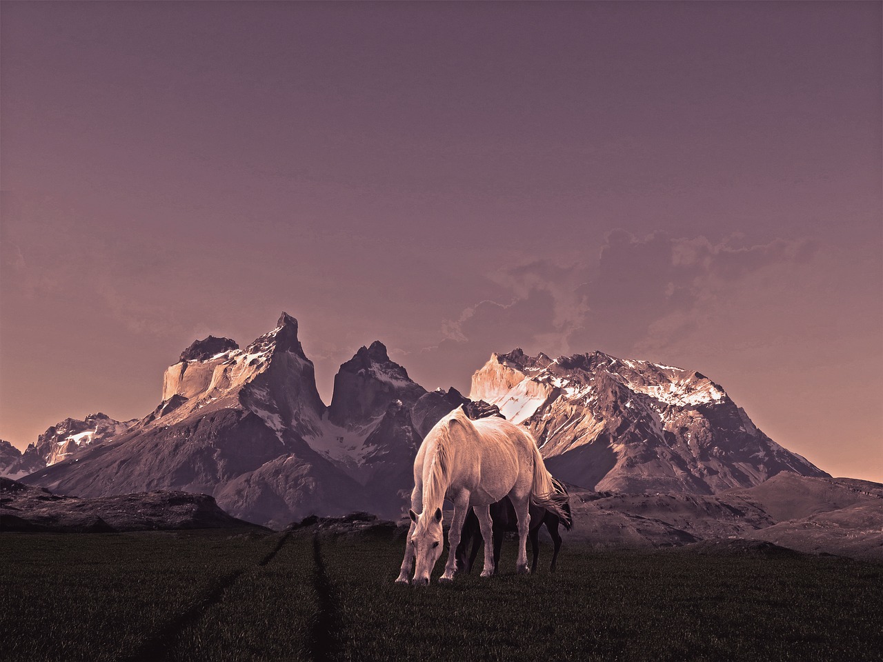 torres horses mountain free photo