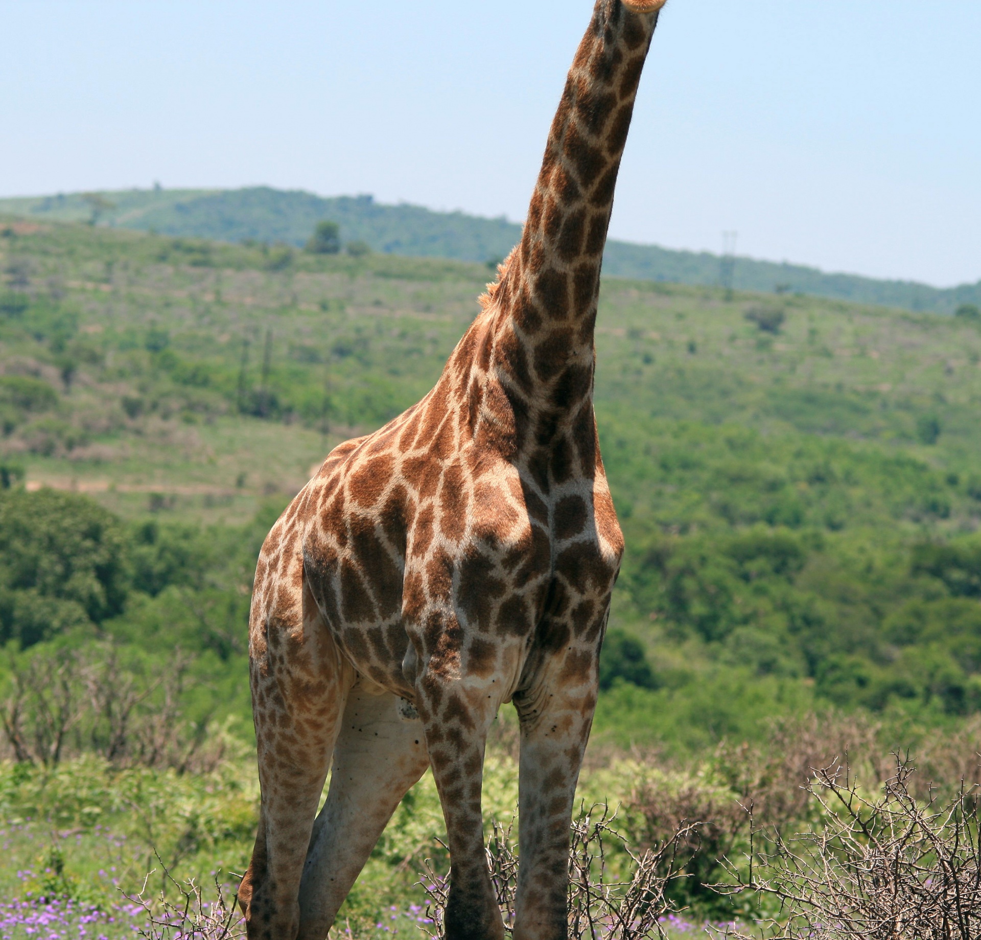 animal giraffe pattern free photo