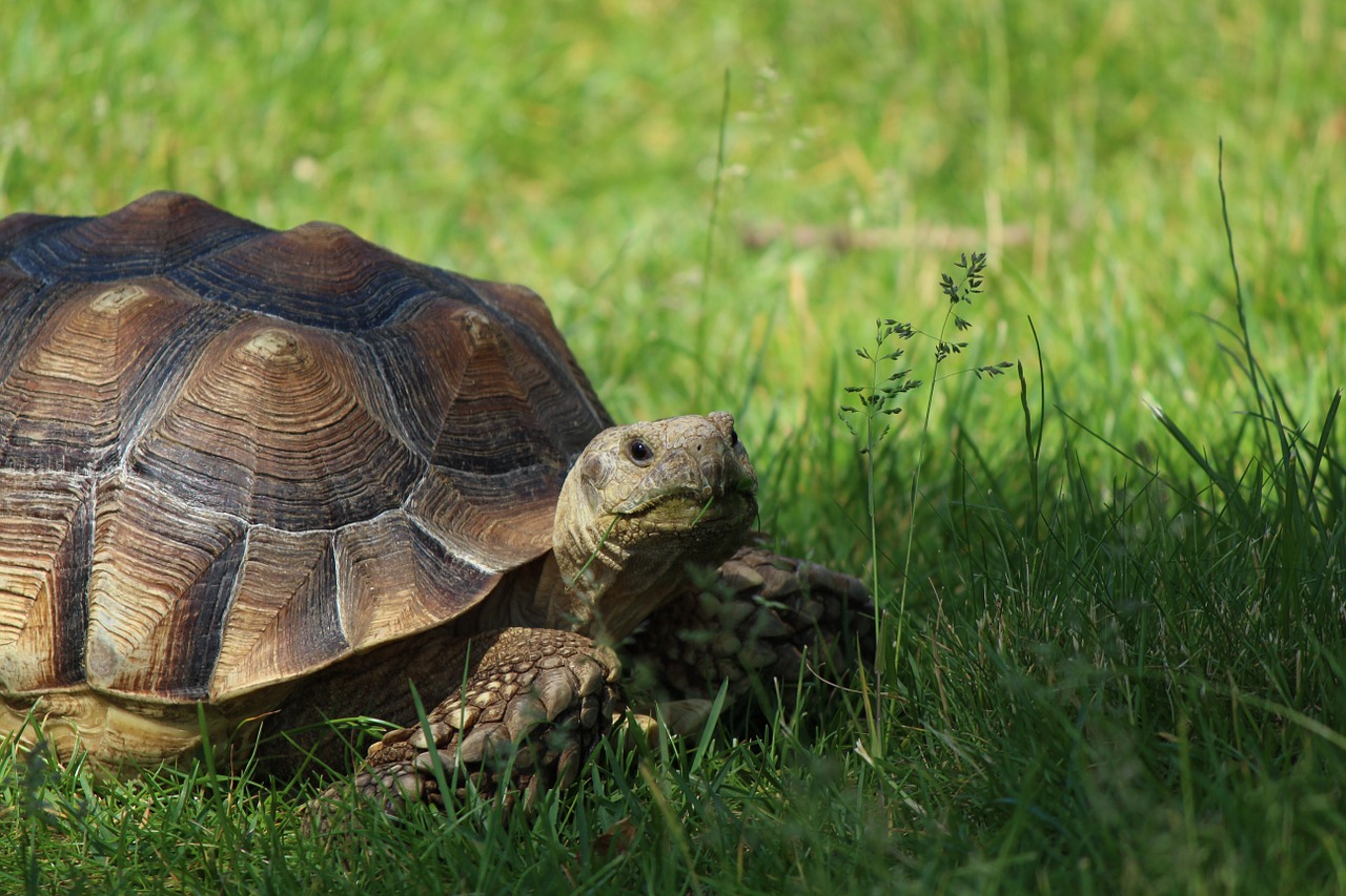 tortoise turtle reptile free photo