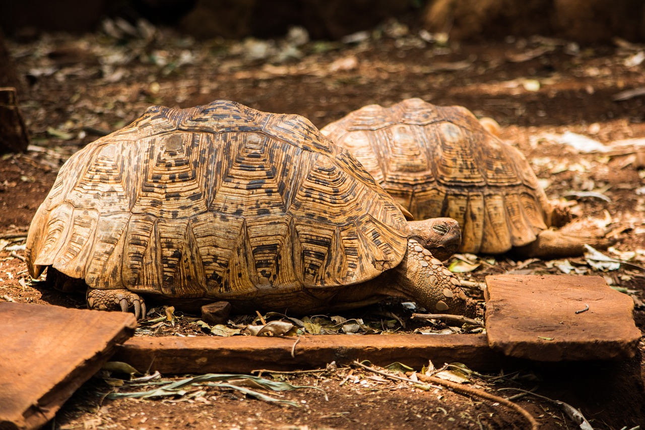 tortoise wildlife slow free photo