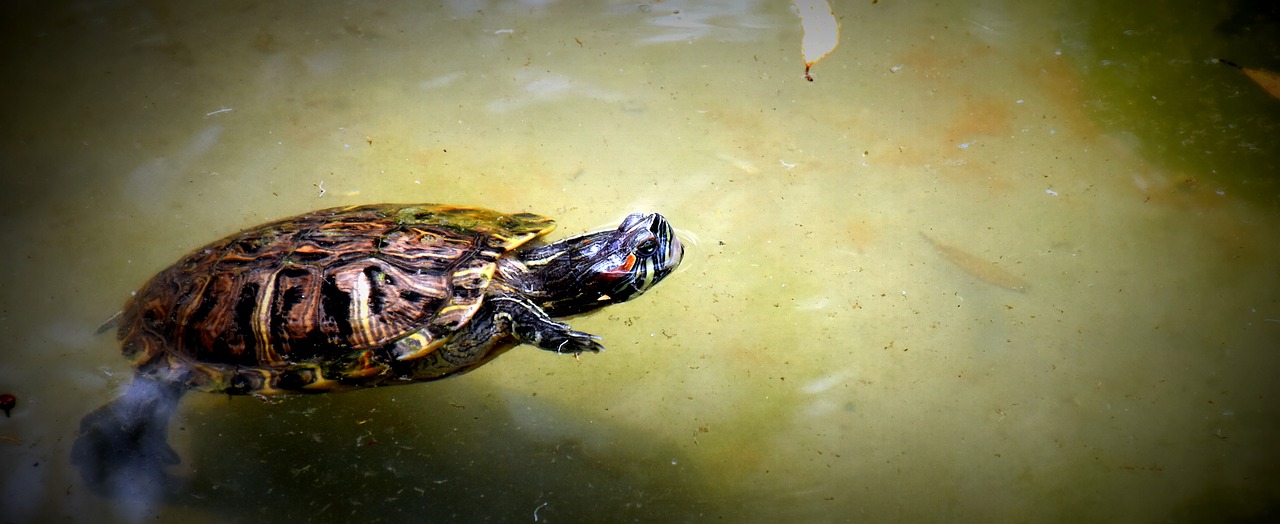 tortoise water swimming free photo