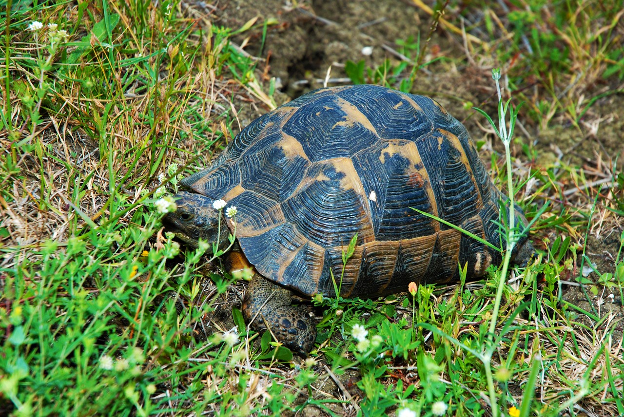 tortoise nature herbs free photo