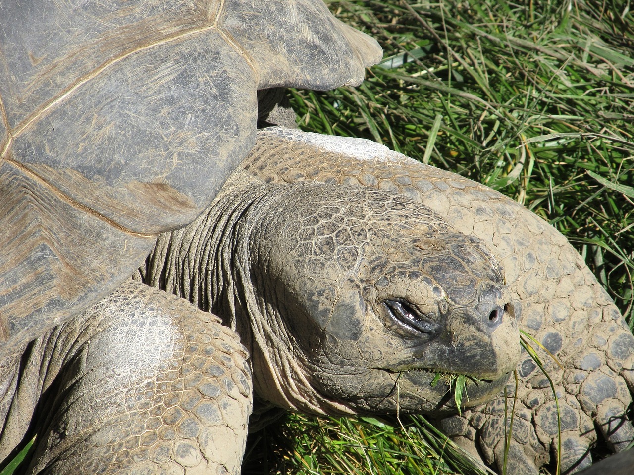 tortoise giant reptile free photo