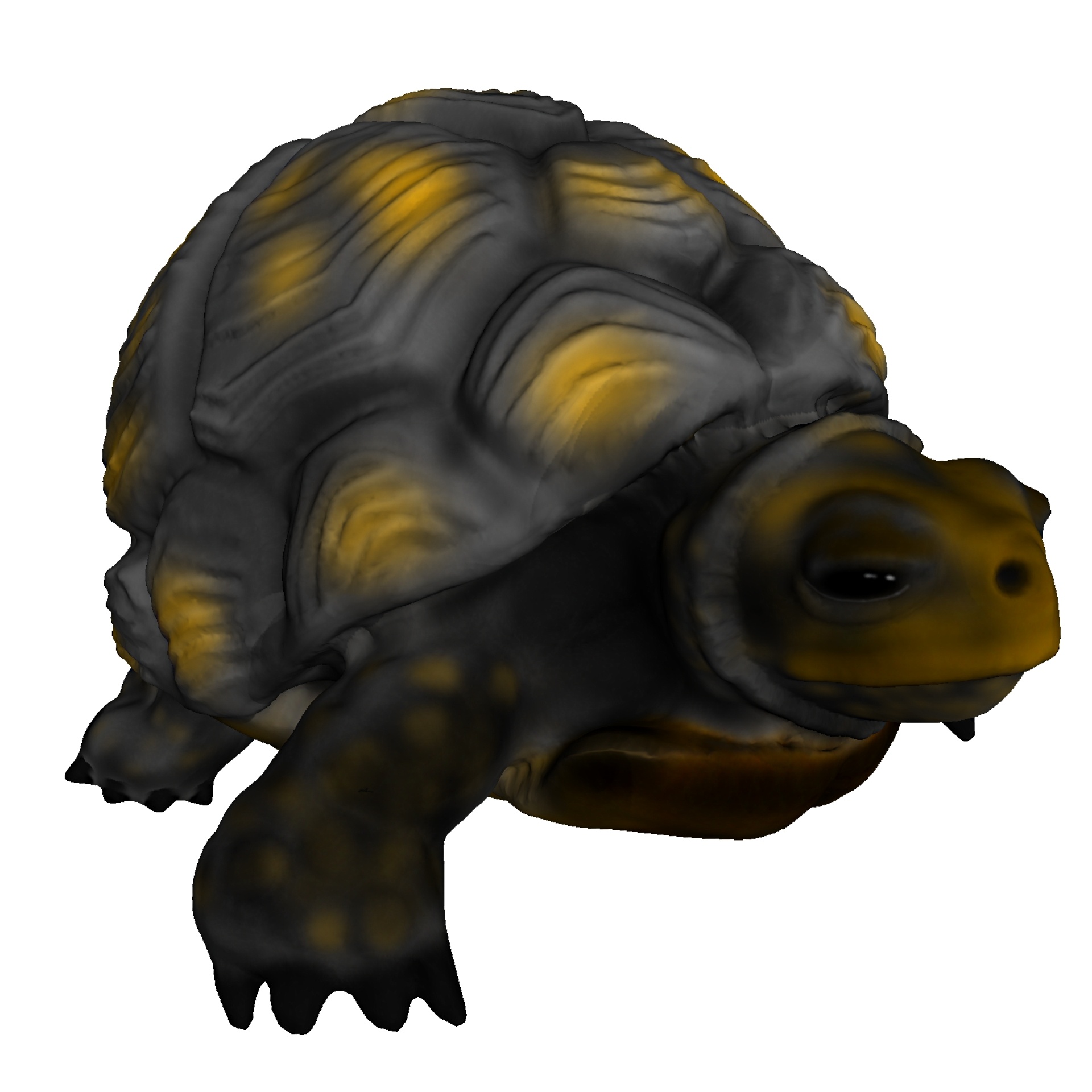 3d drawing tortoise free photo