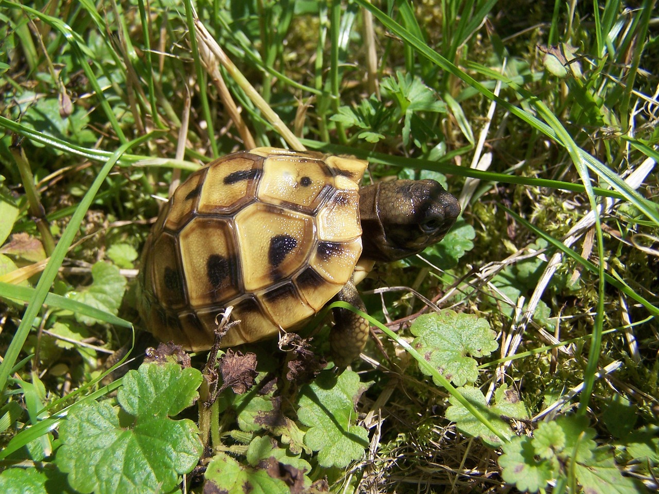 tortoise baby turtle greek tortoise free photo