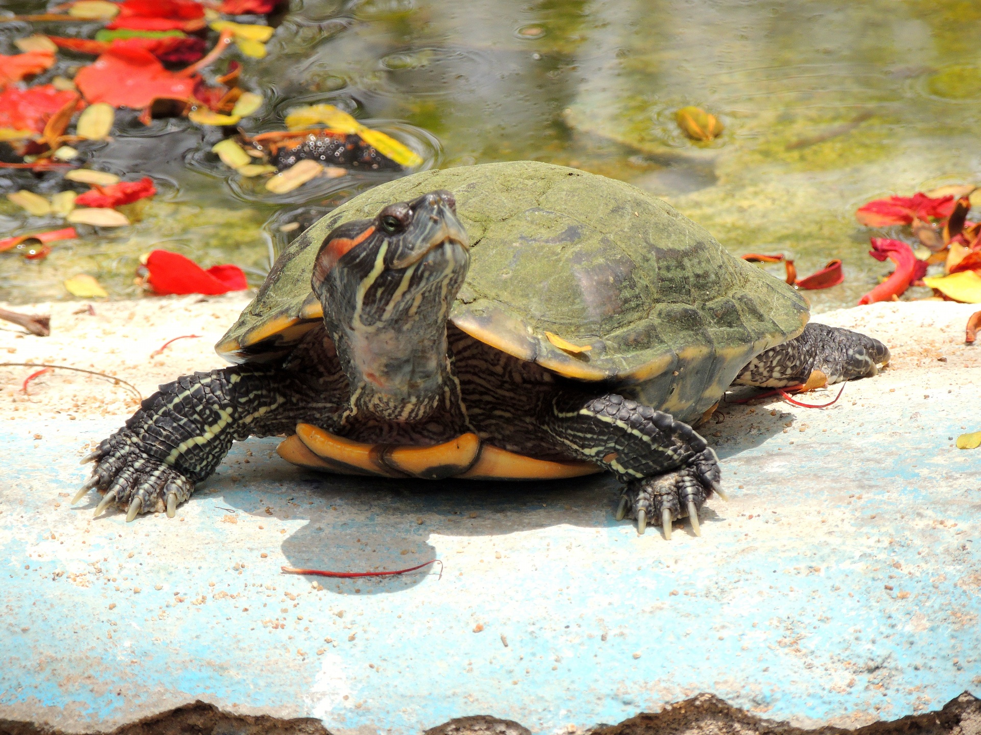 remember slow steady wins race tortoise free photo