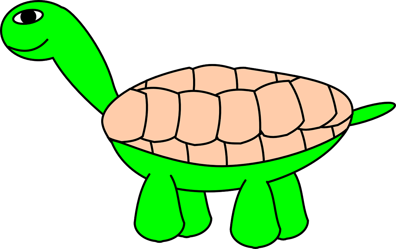 tortoise turtle tortoiseshell free photo