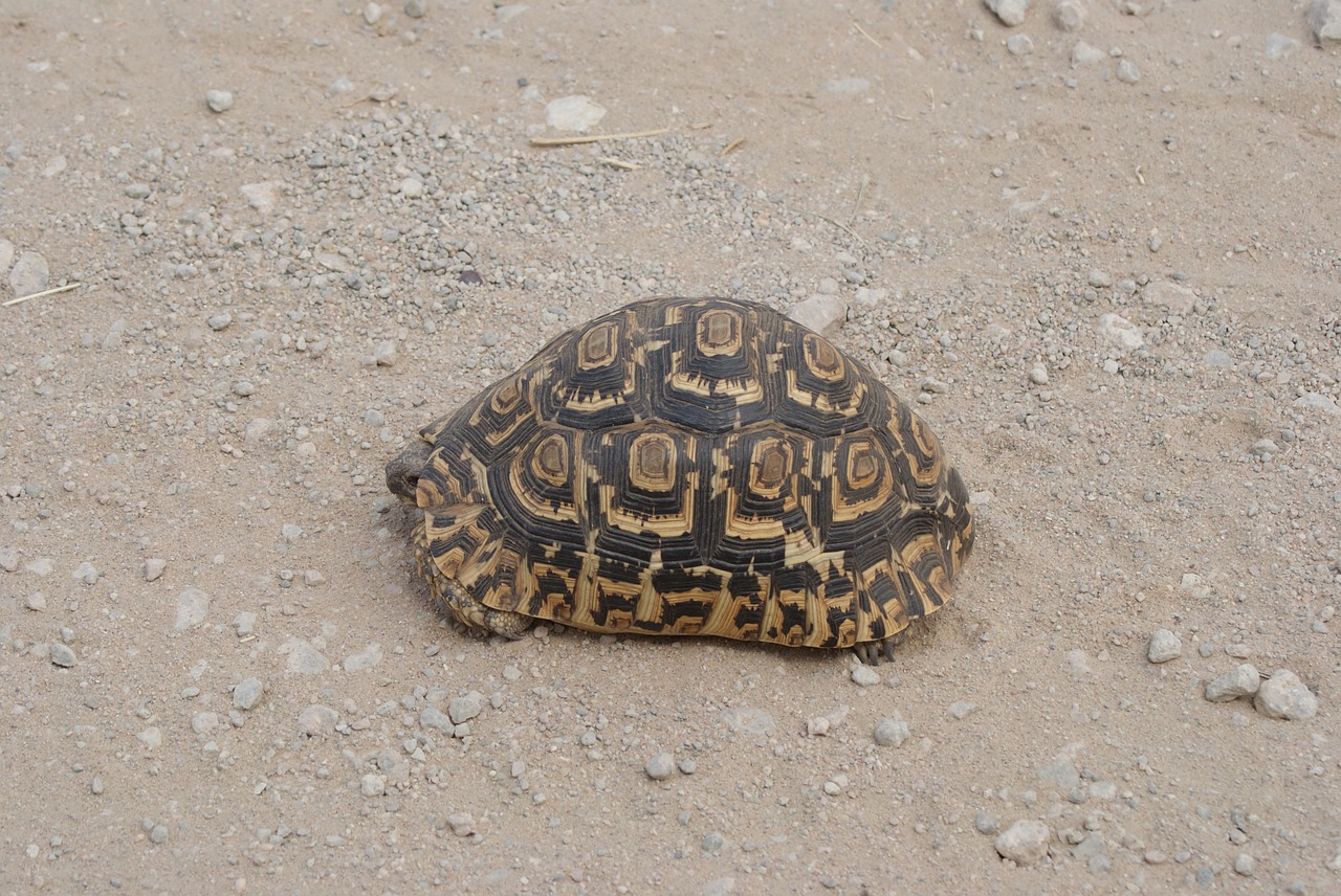 tortoise africa wildlife free photo