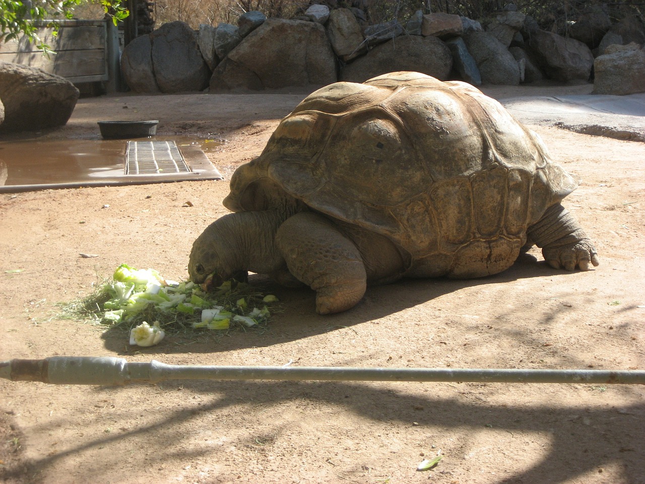 tortoise zoo giant tortoise free photo