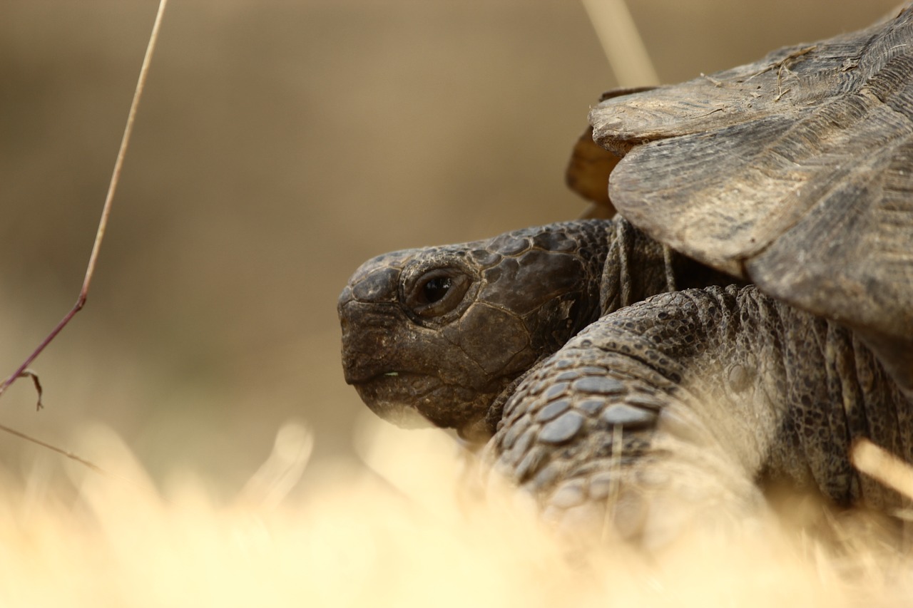 tortoise animal slow free photo