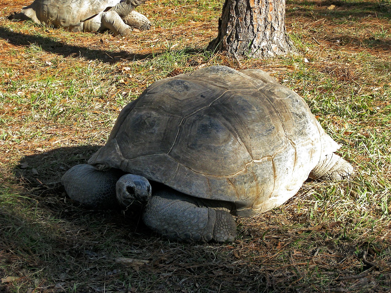 tortoise giant tortoise turtles free photo
