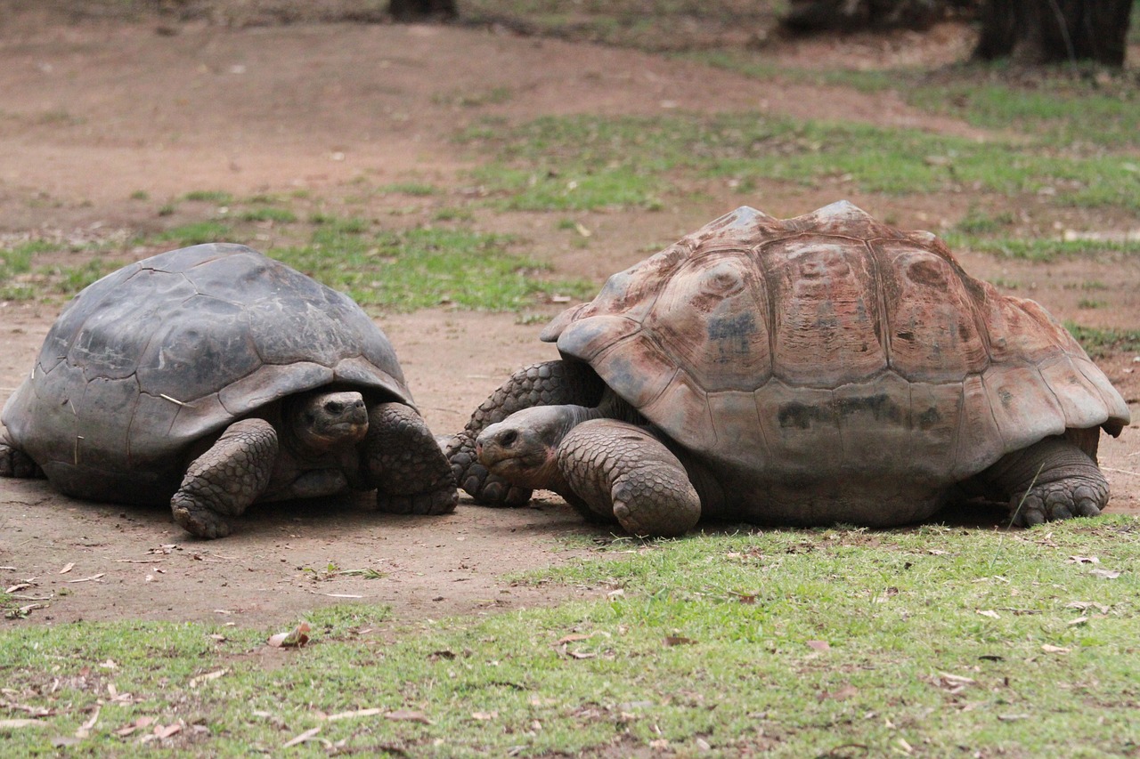 tortoise giant animal free photo