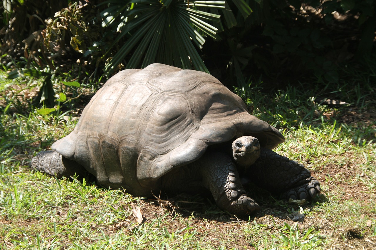 tortoise turtle animal free photo