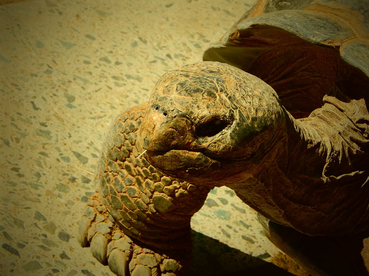 tortoise turtle animal free photo