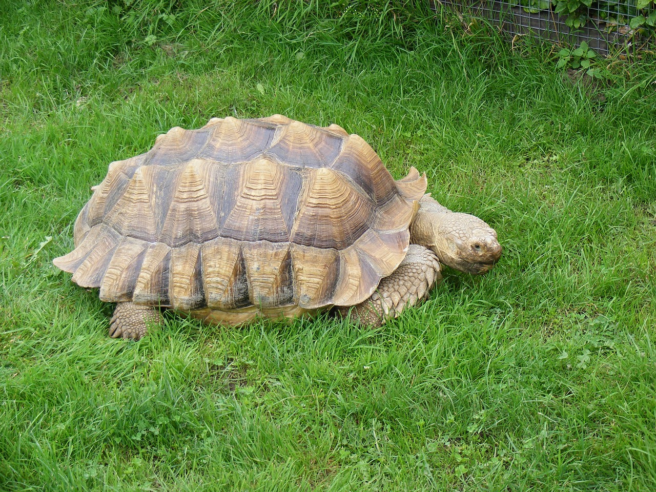 tortoise pet turtle free photo