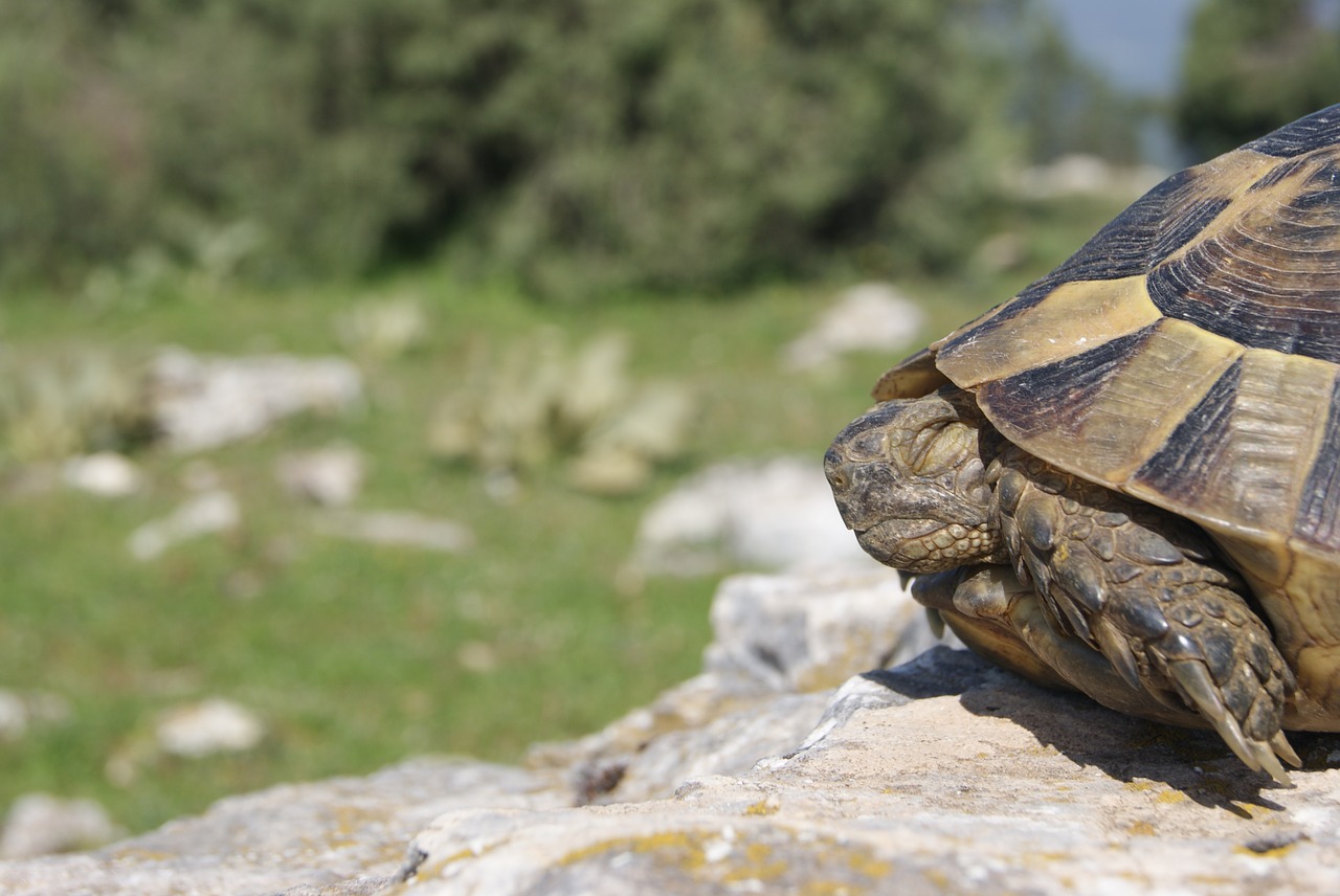 tortoise calm nature free photo