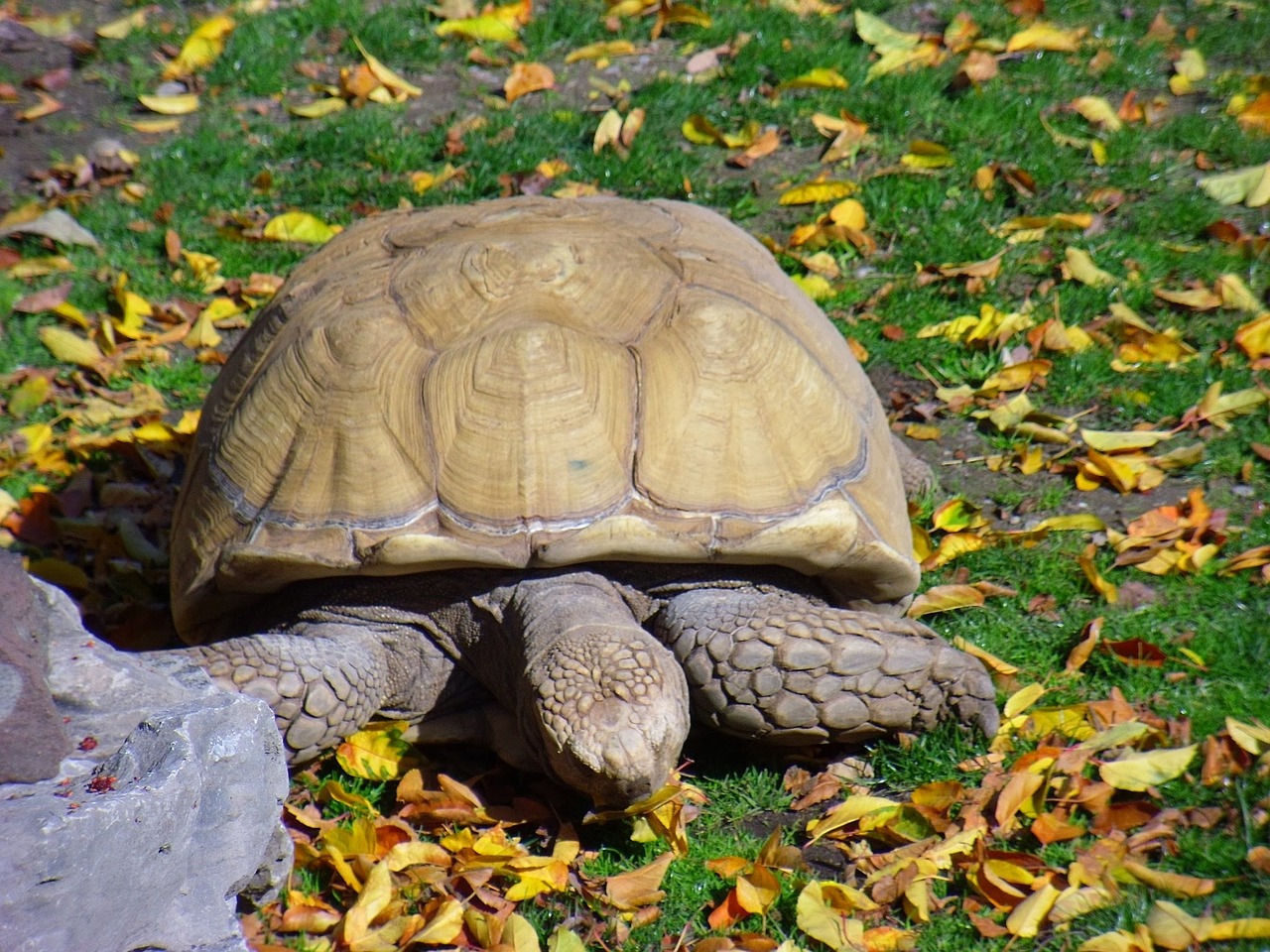 tortoise grass animal free photo