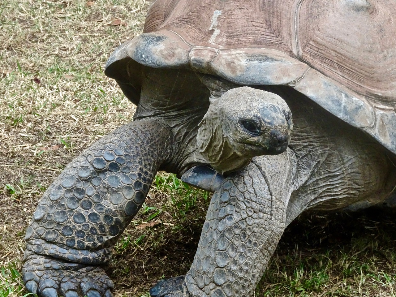 tortoise slow large free photo