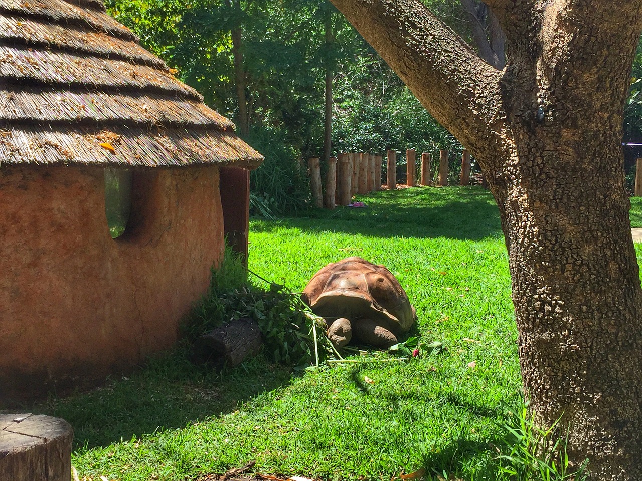 tortoise turtle zoo free photo