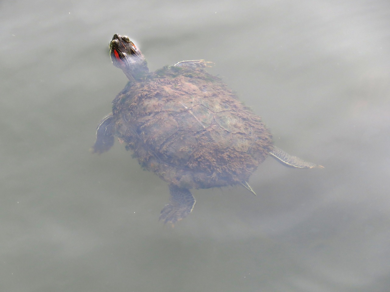 tortoise swimming floating free photo