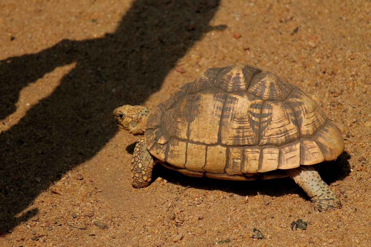 tortoise animals mammals free photo