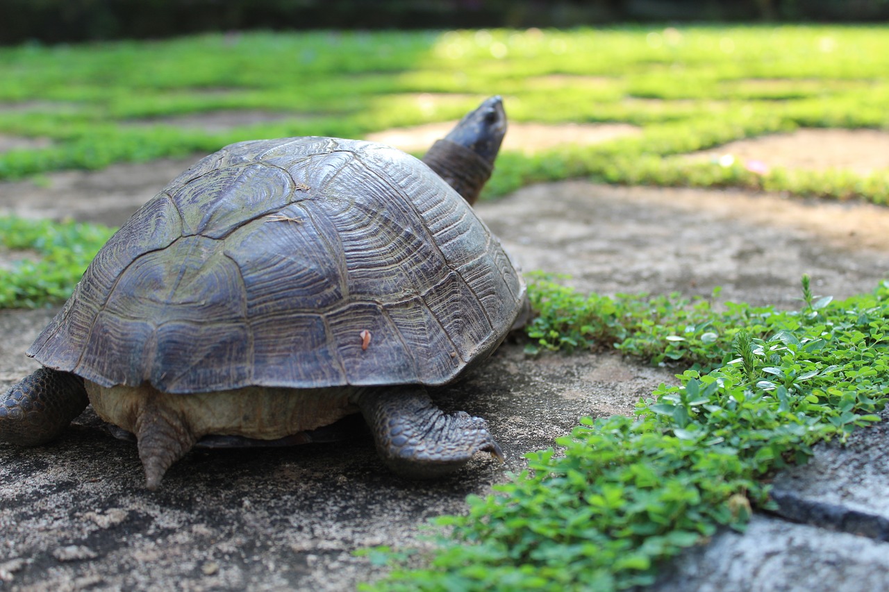 tortoise reptile tropical free photo