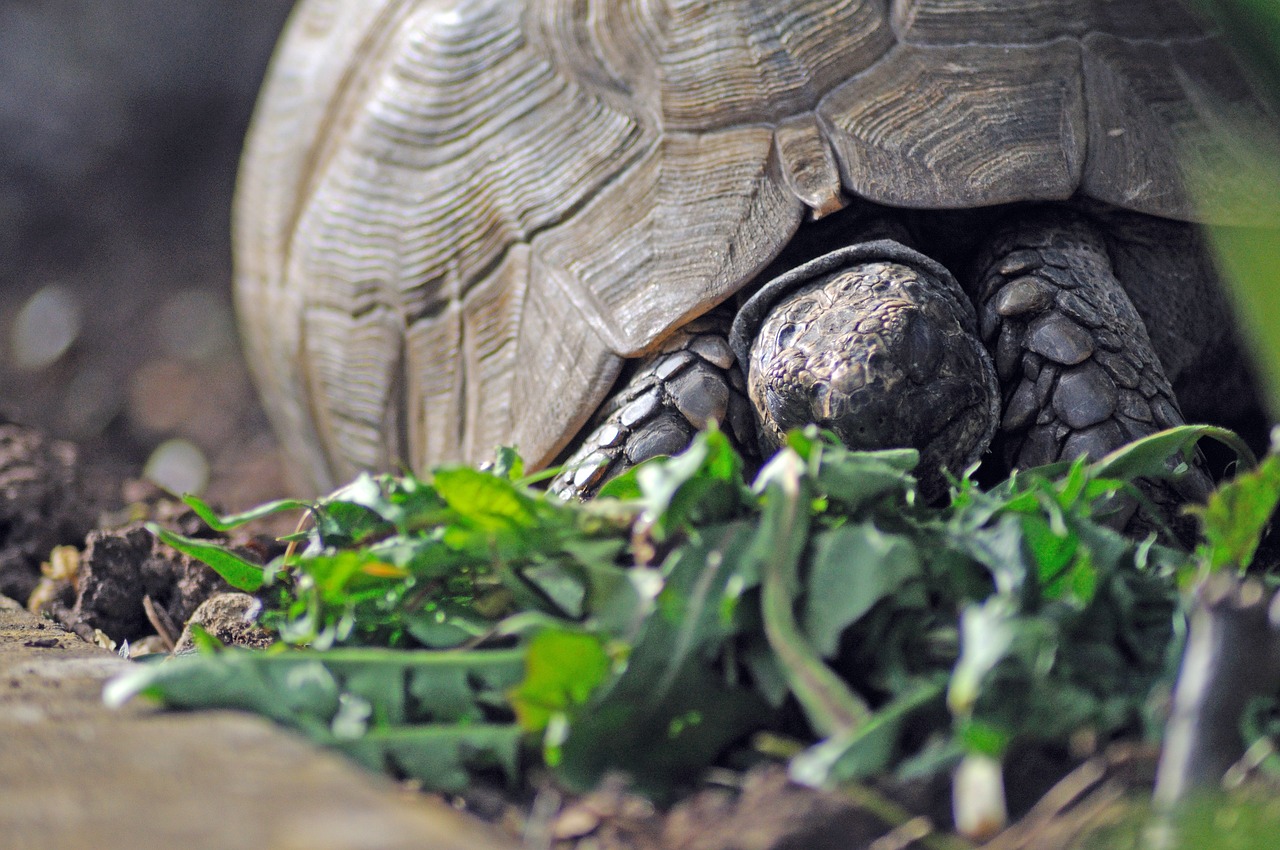 tortoise reptile animal free photo