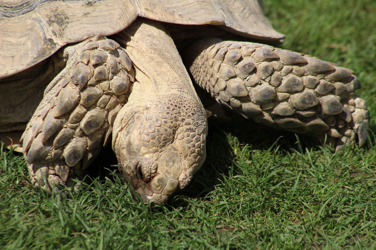 tortoise reptile animal free photo