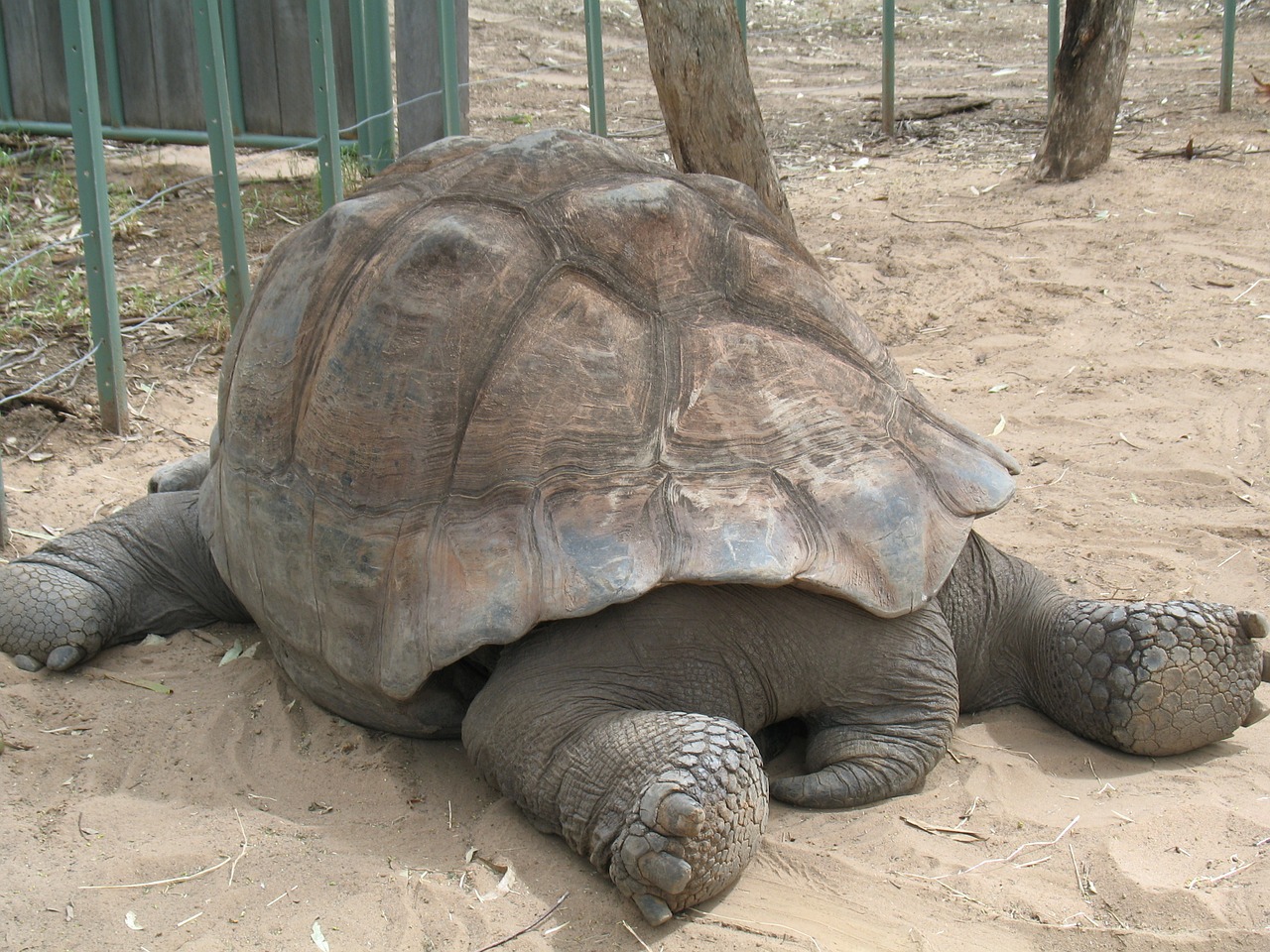 tortoise giant tortoise shell free photo