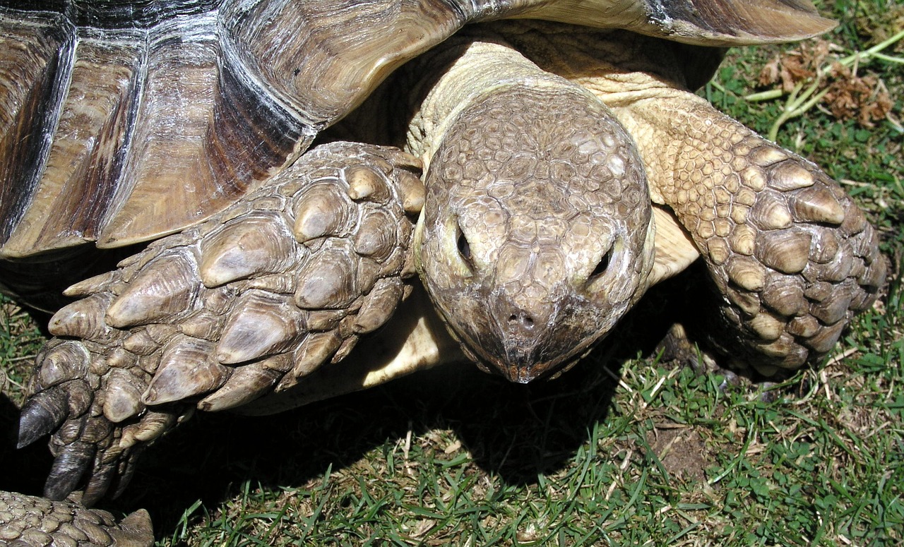 tortoise reptile animal free photo