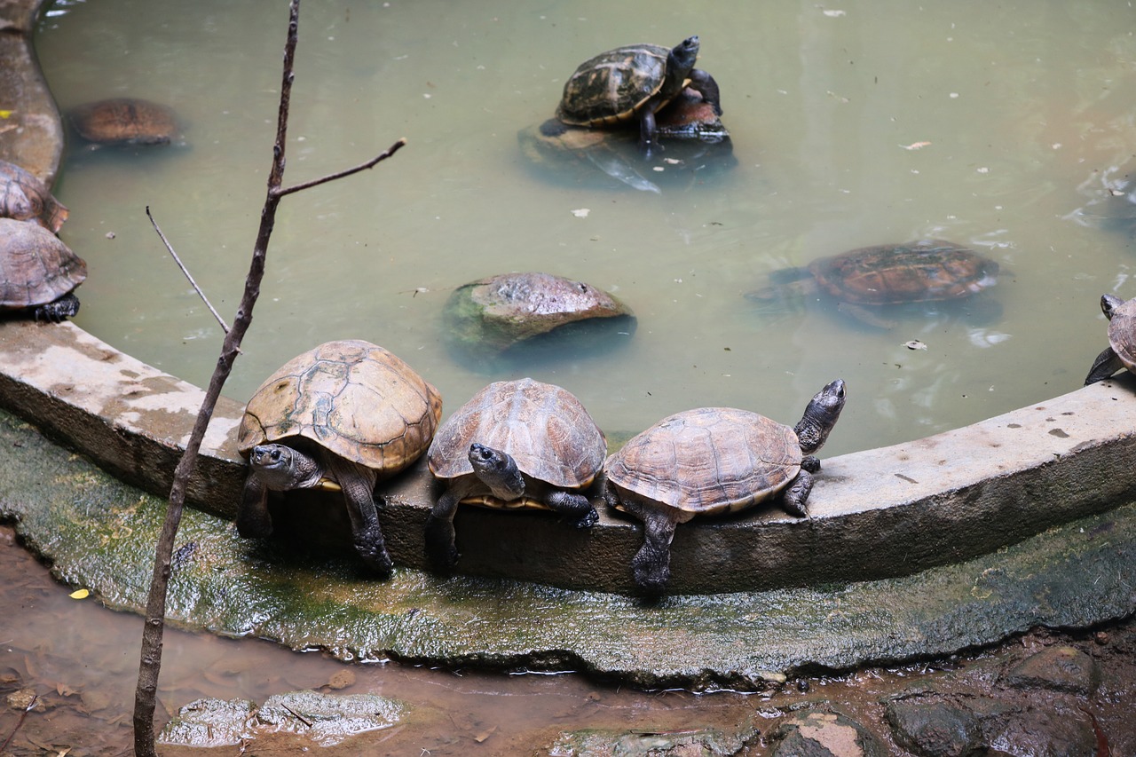 tortoise water nature free photo