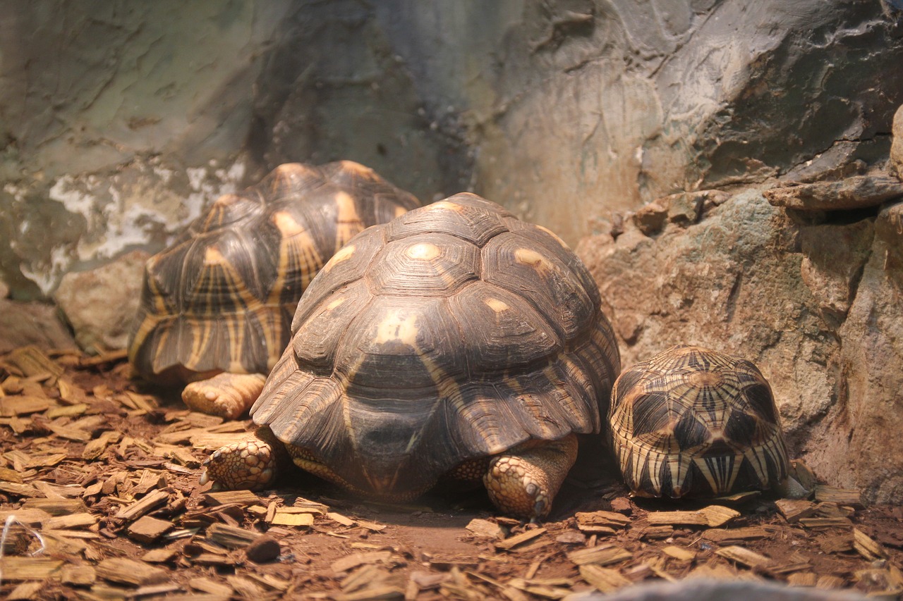 tortoise turtle zoo free photo
