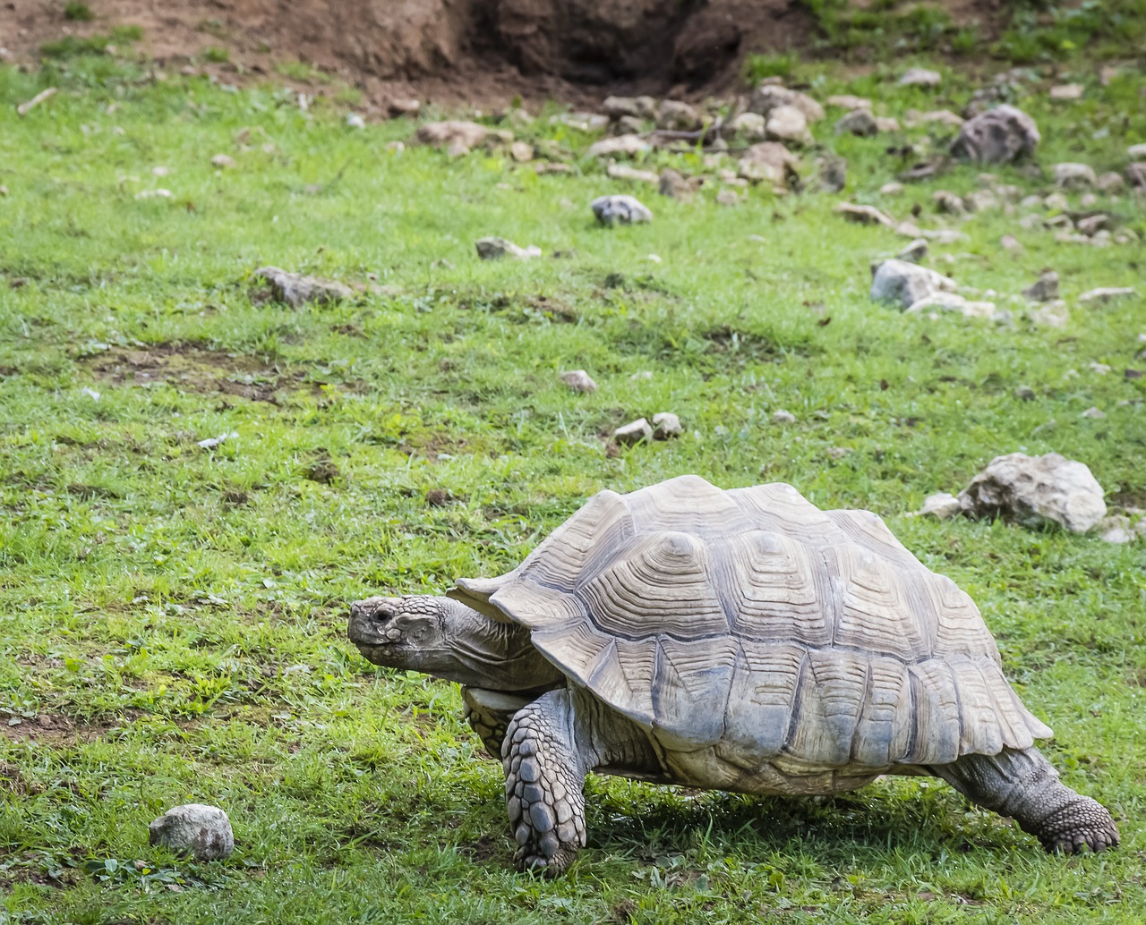 tortoise large wildlife free photo