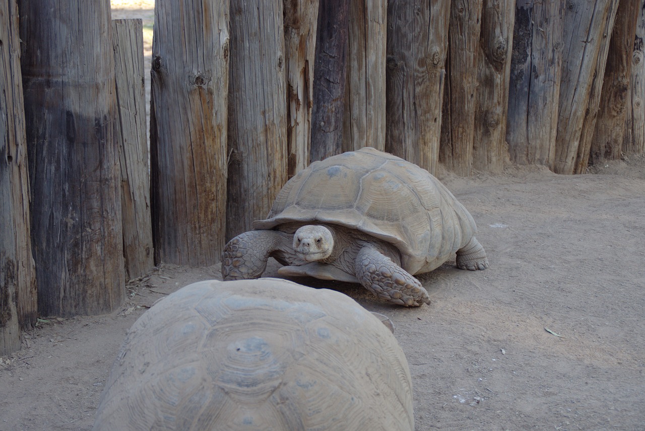 tortoise reptile big and slow free photo