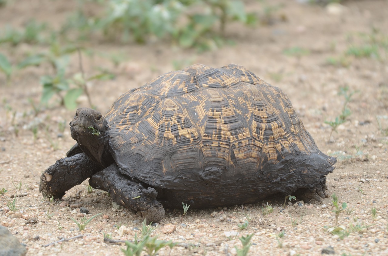 tortoise muddy reptile free photo