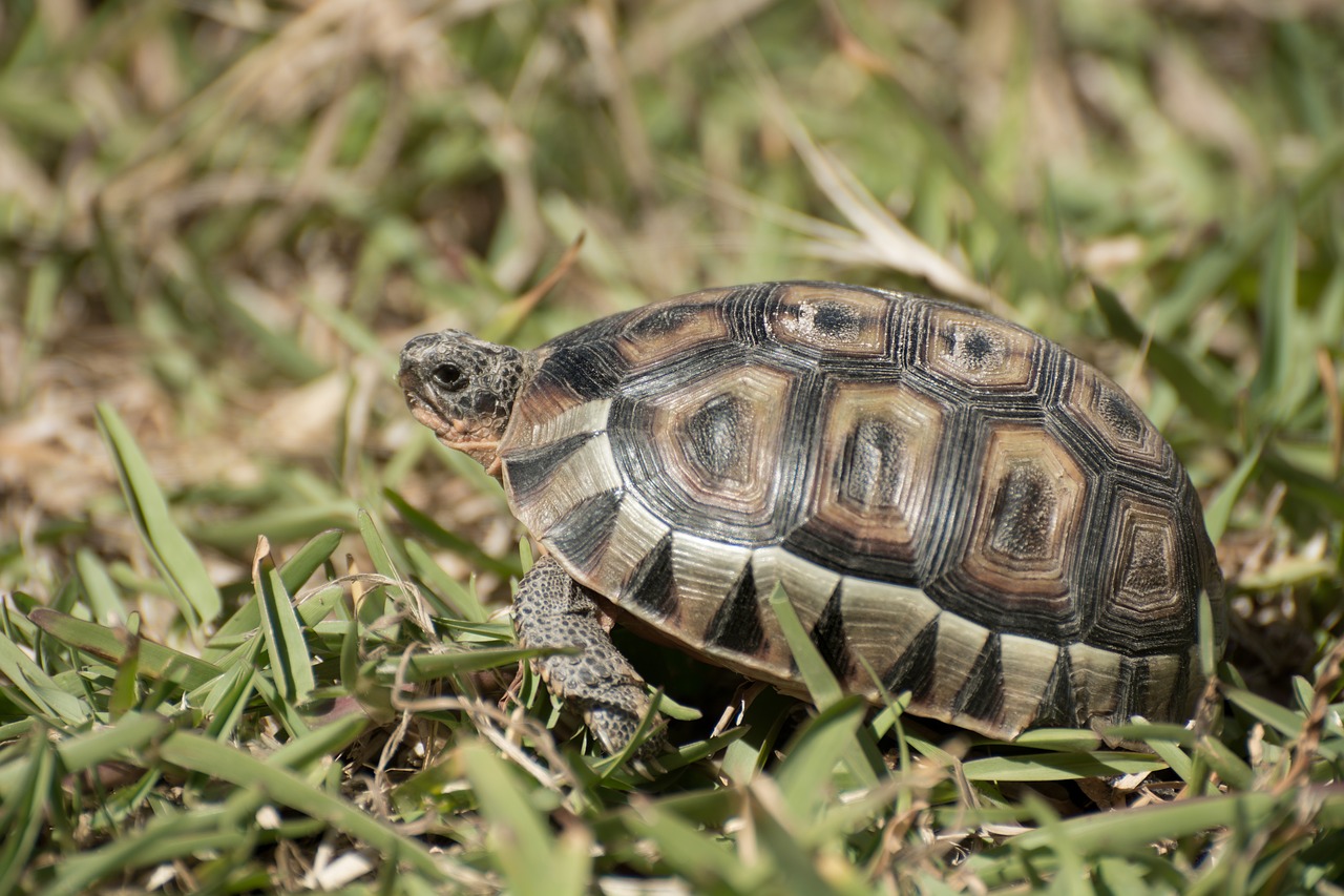tortoise reptile reptiles free photo