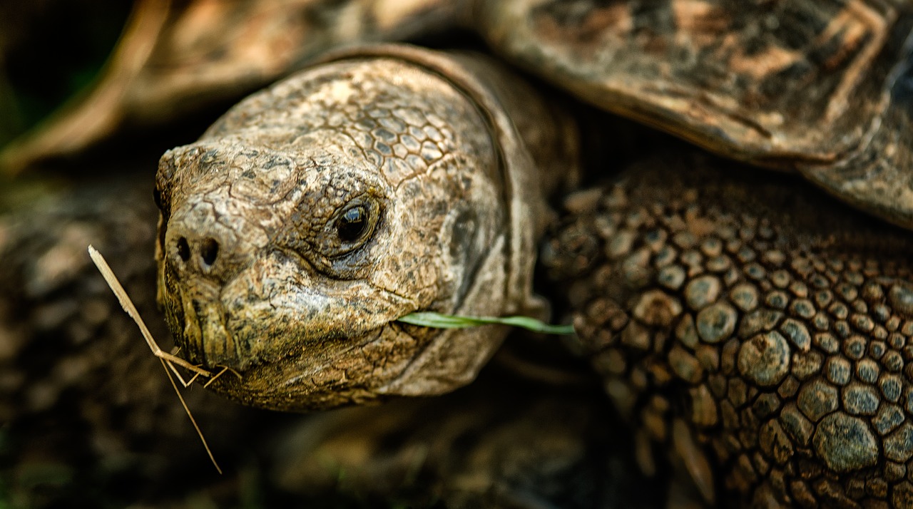 tortoise shell nature free photo
