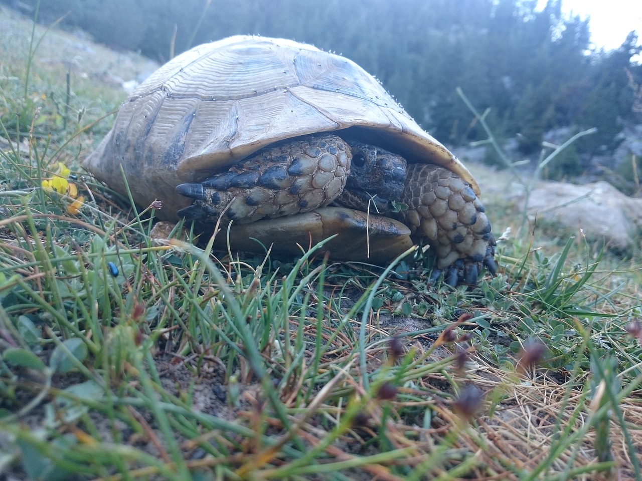 tortoise mountain tree free photo