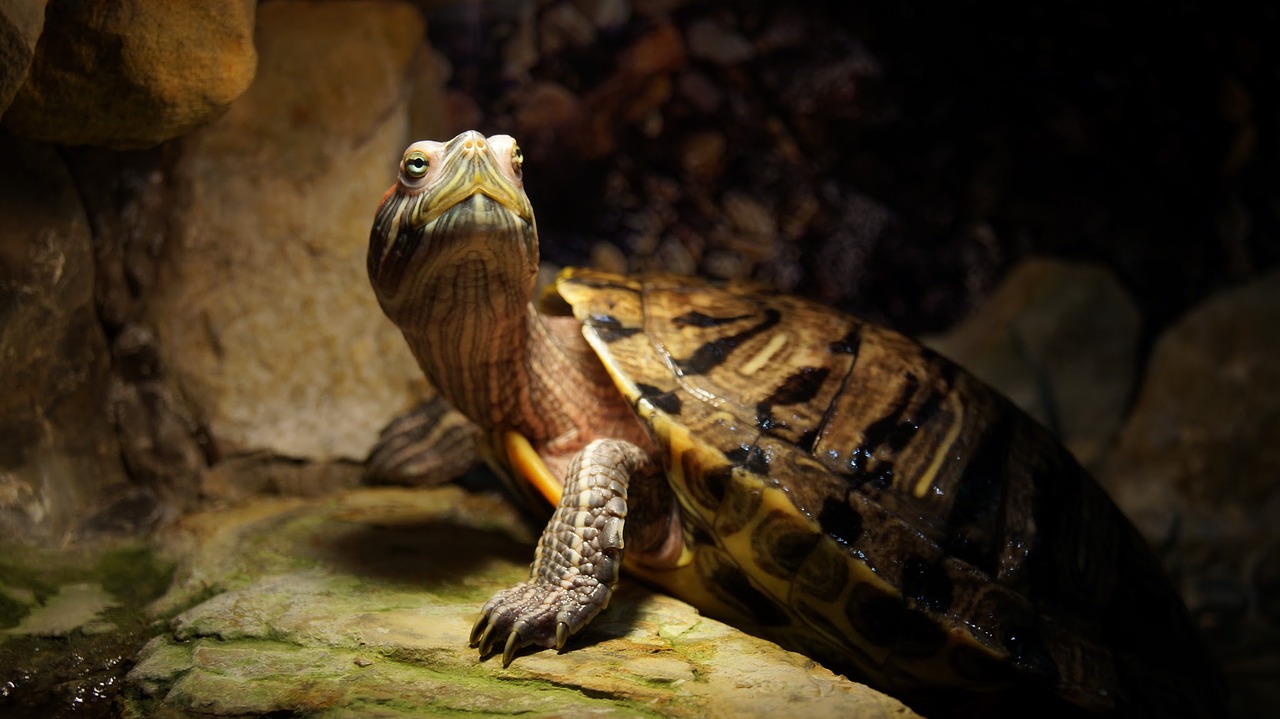 tortoise animals armor free photo