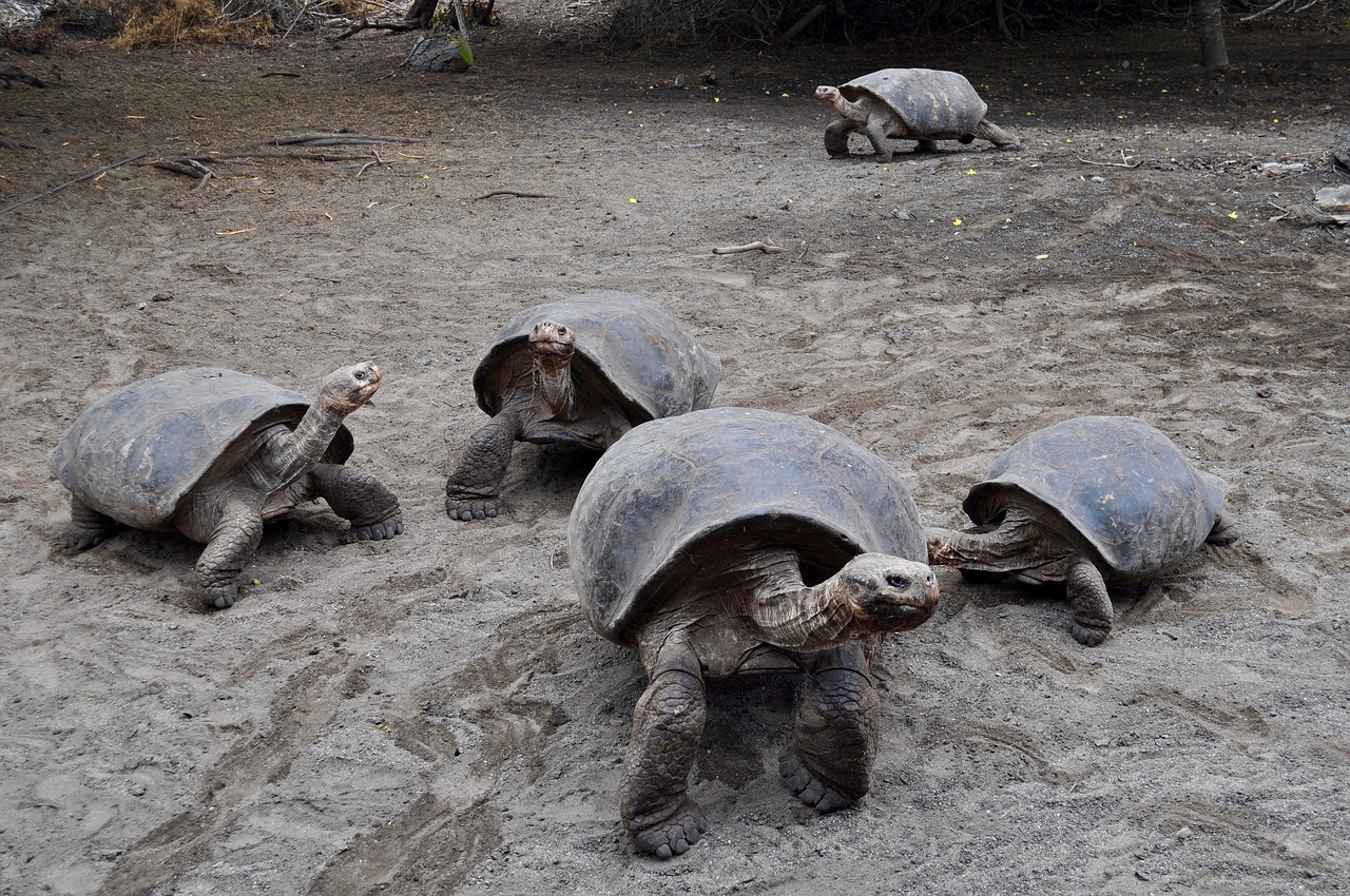 tortoise galapagos wildlife free photo