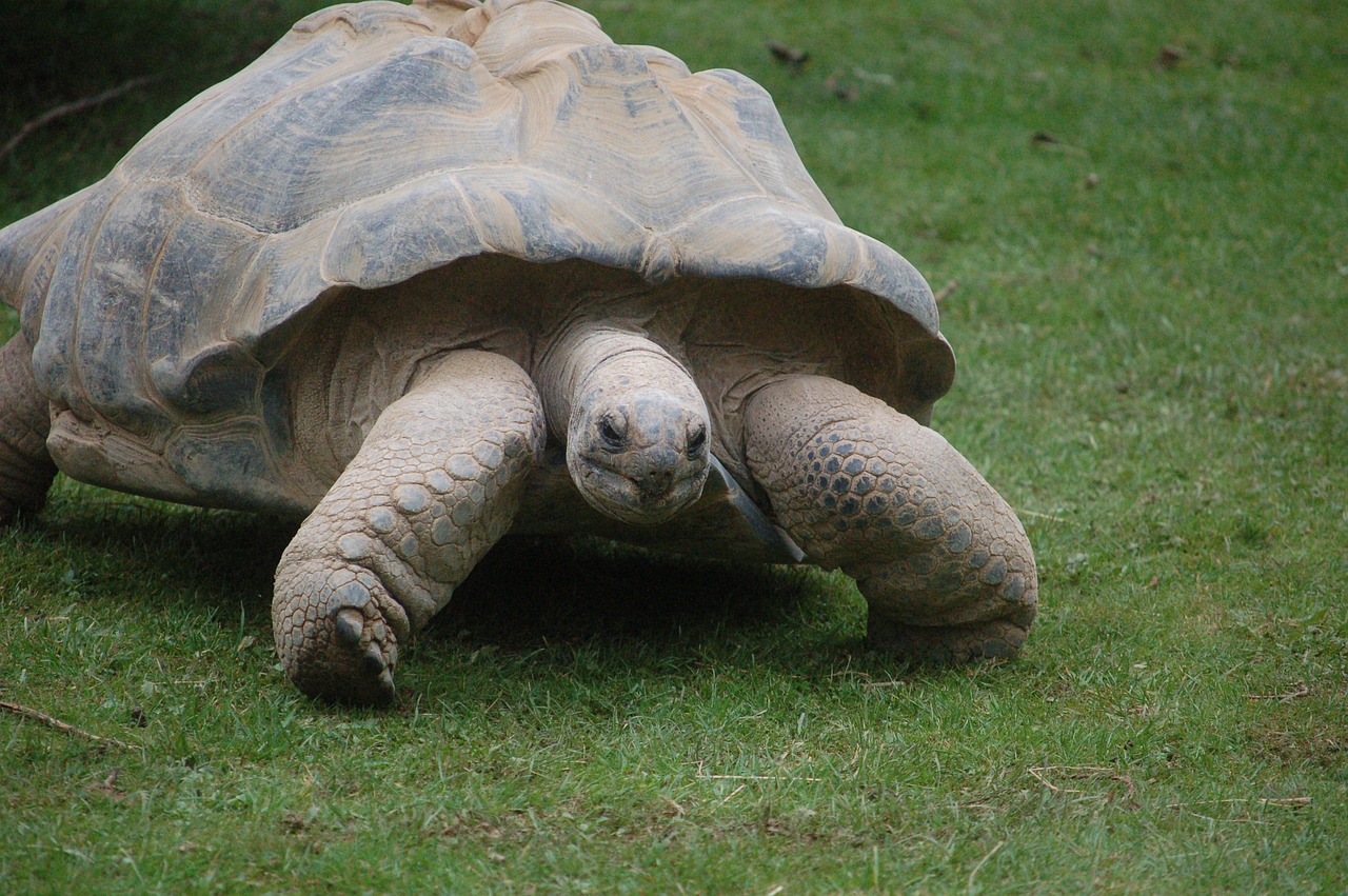 tortoise giant tortoise galapagos free photo