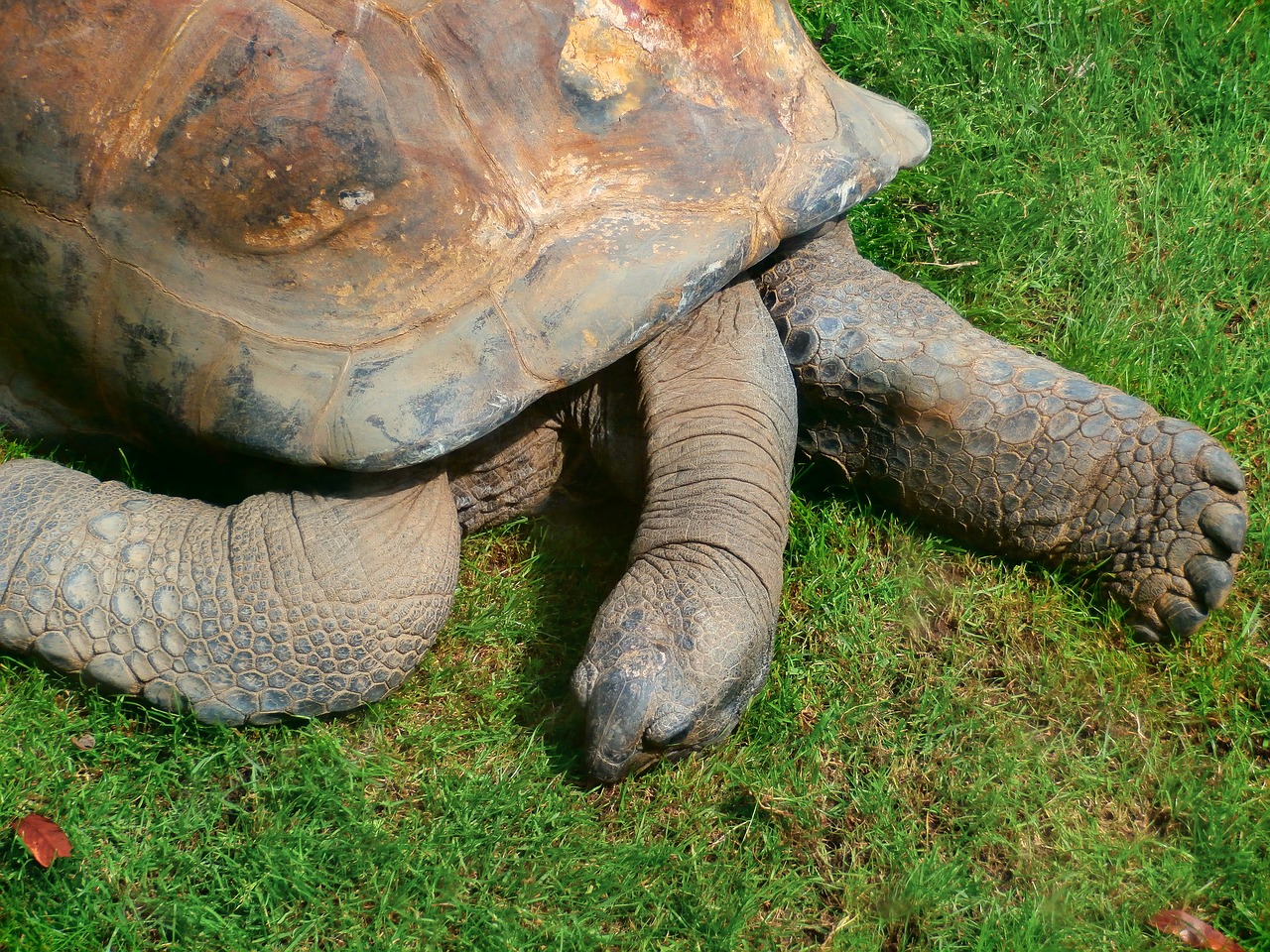tortoise  turtle  turtle giant free photo