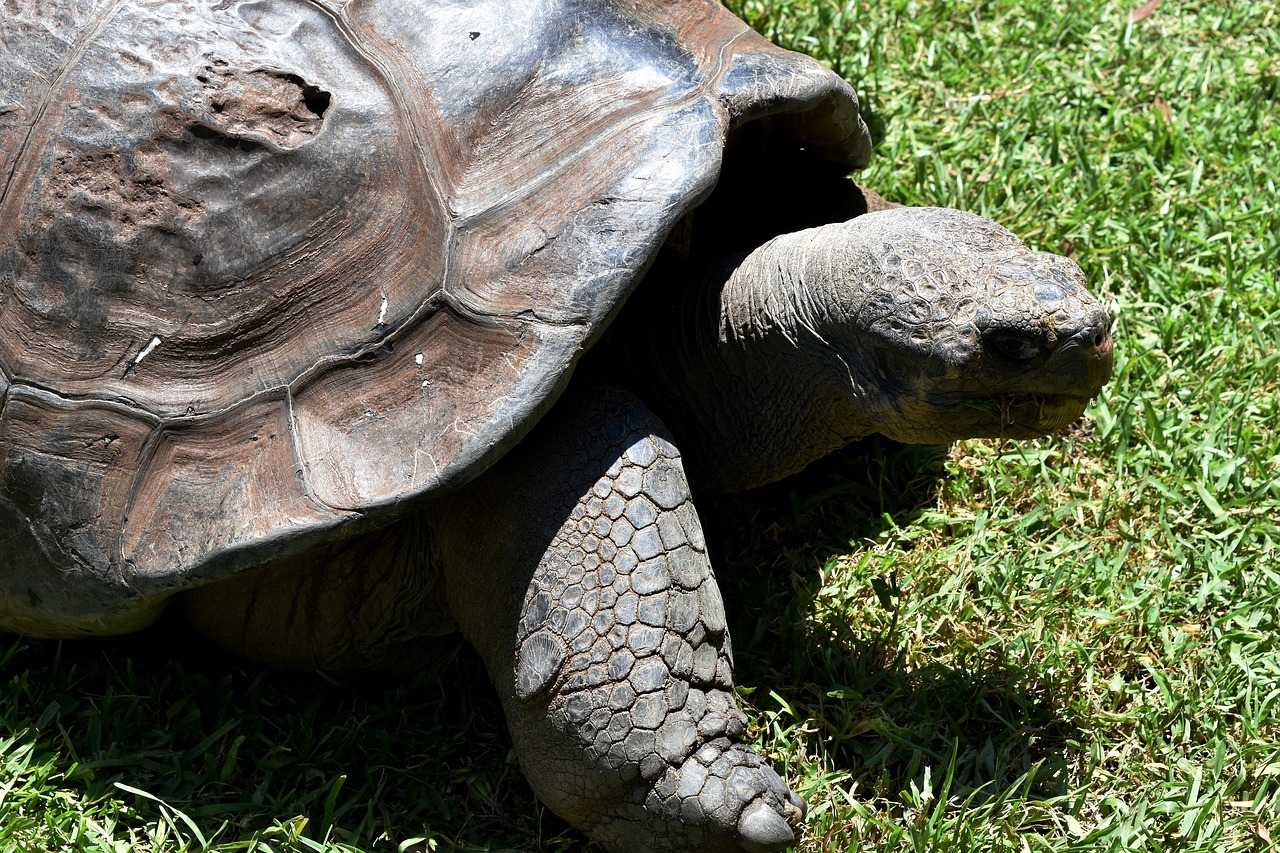 tortoise  turtle  animal free photo