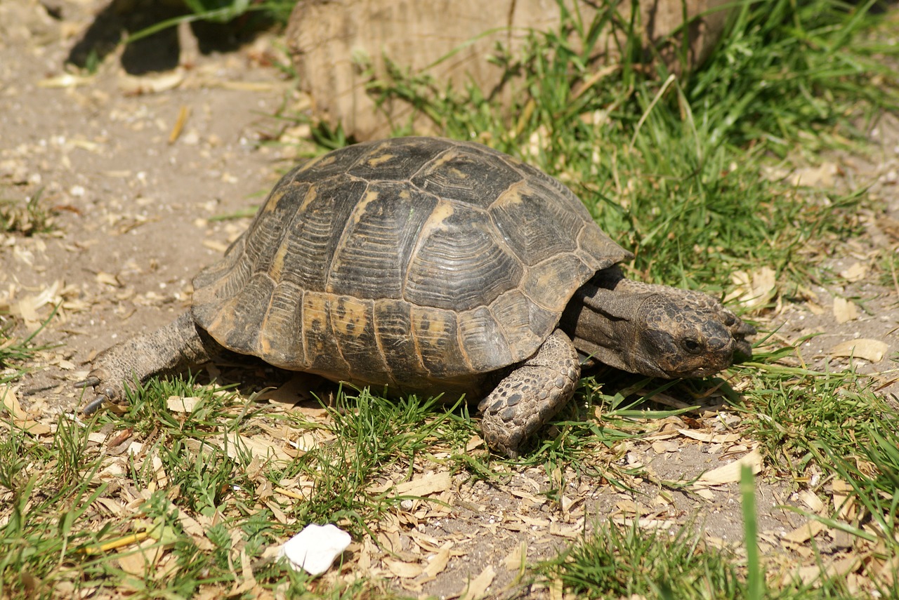 tortoise  turtle  reptile free photo