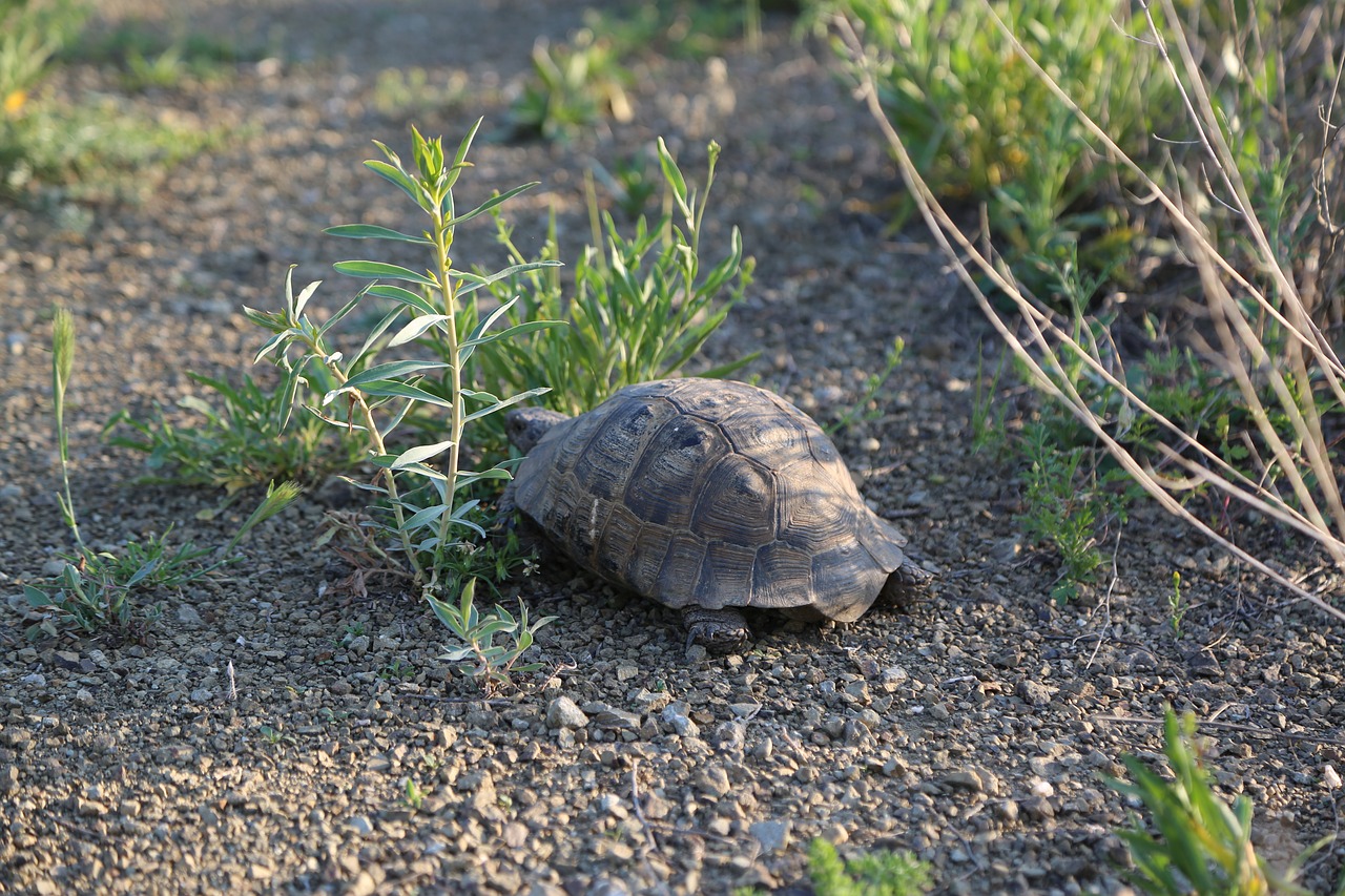 tortoise  animal  wild free photo