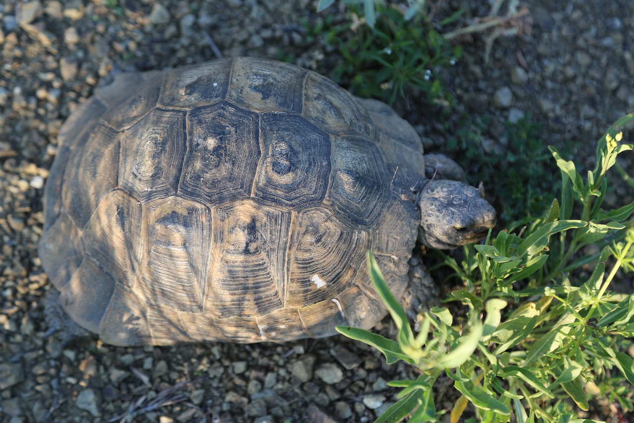 tortoise  animal  nature free photo